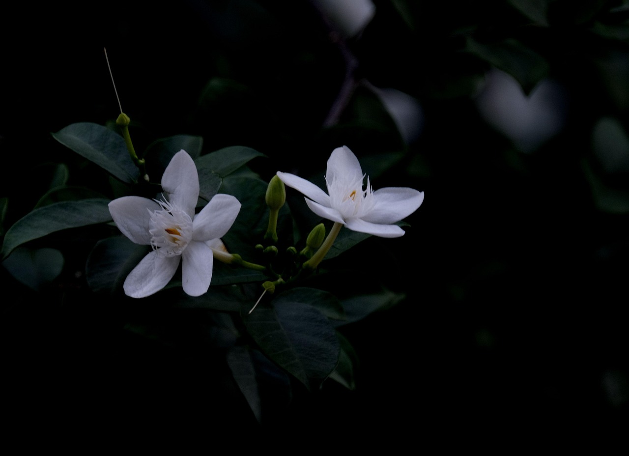 심계항진