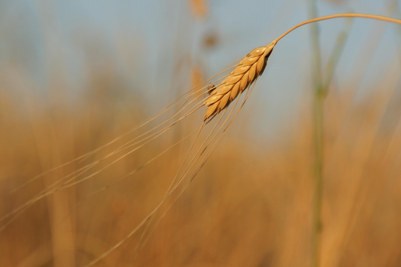 farro emmer 영양성분 효능